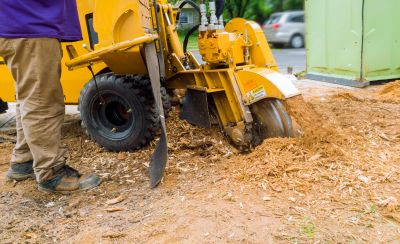 Stump Grinding Service detail