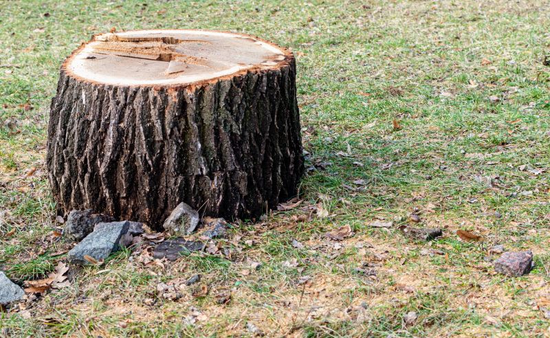 Tree Stump Removal detail