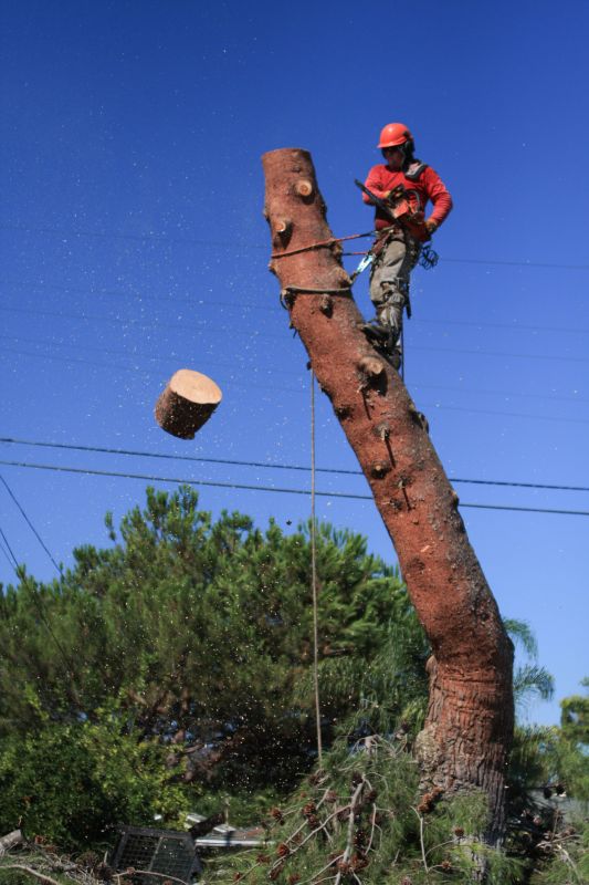 Tree Trunk Removal