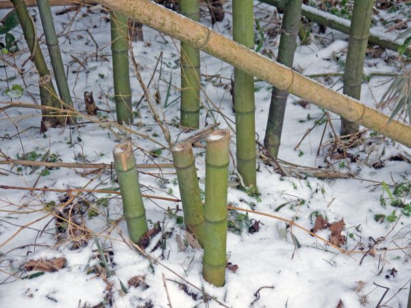 Bamboo Stump Removal Service