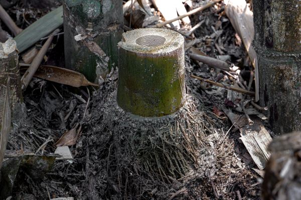 Bamboo Stump Grinding in Albany