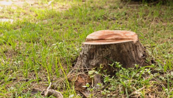 Tree Stump Removal Service